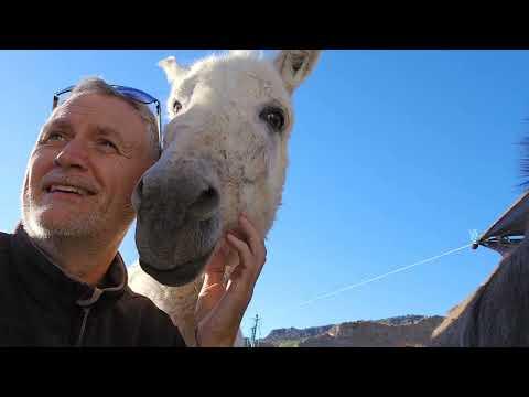Donkeys are better than humans? #Video