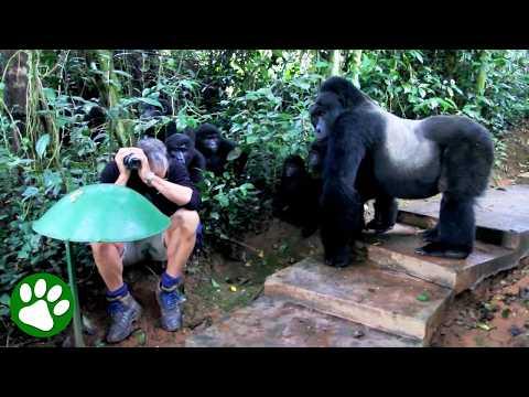 Touched By Wild Mountain Gorilla #Video