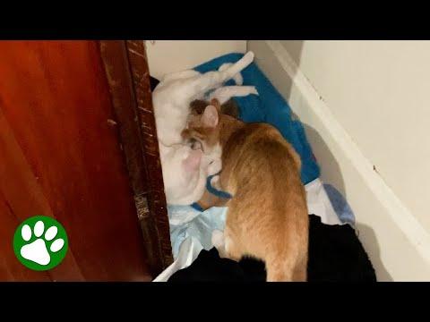 Cat steals her friend’s kittens but with the absolute best intentions #Video