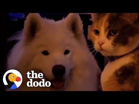 Huge Fluffy Dog With Longtime Cat Obsession Finally Gets His Own #Video