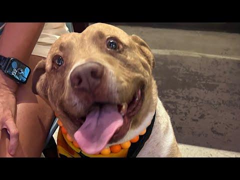 Neglected dog wants to hold everyone's hand #Video