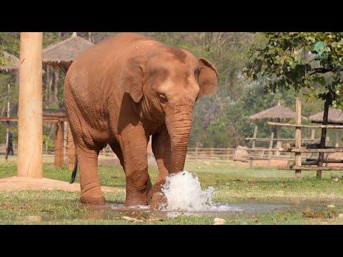 Curious Baby Wan Mai Discovers a Broken Water Sprinkler! - ElephantNews #Video