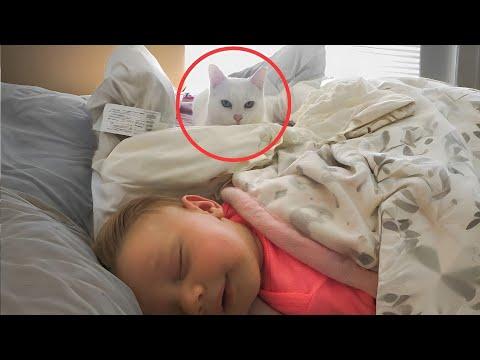 No One Expected This Two-Legged Cat to Become a Symbol of Strength #Video