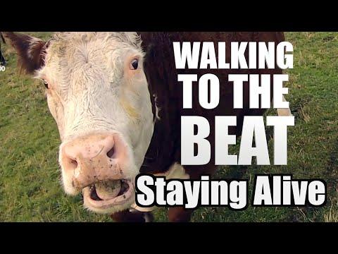 Animals walking to the beat / Staying Alive