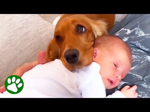 Dog meets baby and immediately falls in love #Video