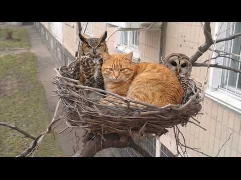 Hilarious Cats and Their Secret Wild Animal Best Friends! #Video
