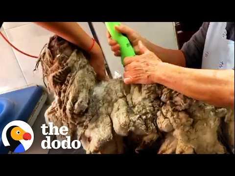 Severely Matted Dog Shines After First Haircut In Years #Video