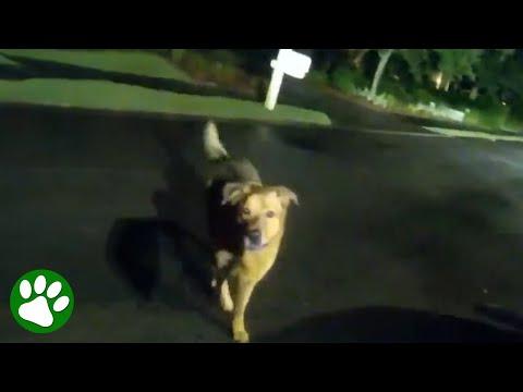 Hero Dog Leads Police Officer To Missing 86-Year-Old #Video
