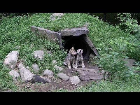 Wolf Pup's First Howl #Video