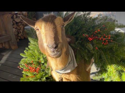 Season’s Greetings from the Goats #Video