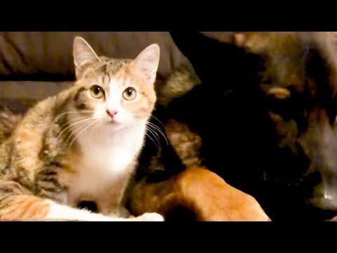 Four Pound Kitten Cozies Up To 85 Pound Brother #Video