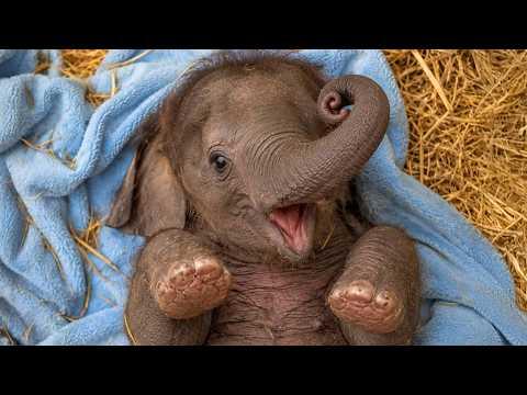 Cute Baby Elephants Being Hilarious For The First Time… Best of 2026! #Video