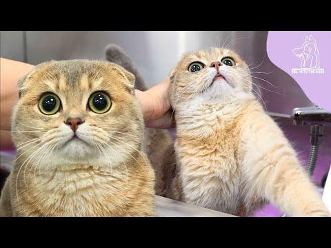 The Tiniest Cat I've Ever Seen | Most Adorable Kitty #Video