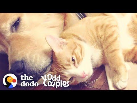 Dog's Loved His Kitten Since The Moment They Met Video