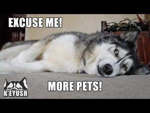 When I STOP Petting My HUSKY He Gets MAD!