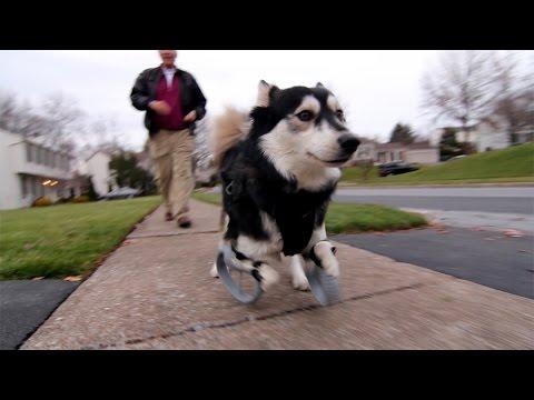 Derby The Dog: Running On 3D Printed Prosthetics