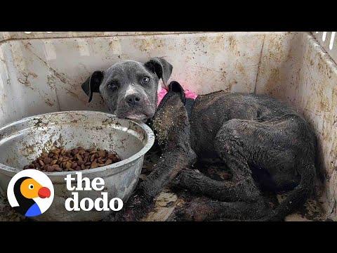 Puppy Thrown Out Like Trash Lives Like A Princess Now #Video