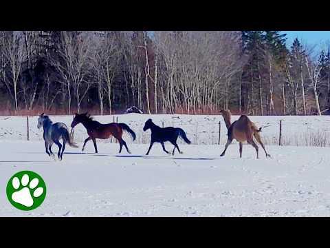 Camel chases after horses trying to be their friend #Video