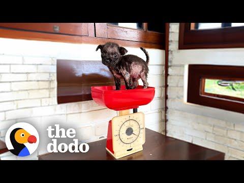 Mangy Puppy Found In A Chicken Pen Looks Like A Different Dog #Video