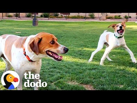 Shelter Pup Looked Identical To Her Own Dog #Video