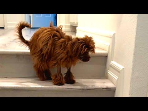 Rescue dog has unusual way of walking #Video