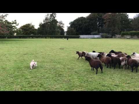 Meet Nelson - Worlds Worst Sheepdog Video