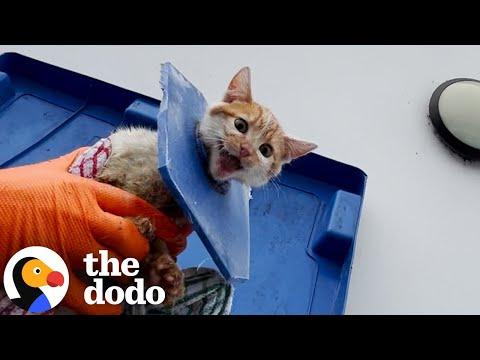 Cries Coming From A Dumpster Turned Out To Be The Cutest Cat #Video