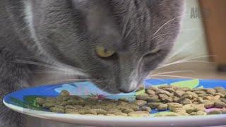 How To Get Your Cat And Dog Eating Together | Cat vs. Dog