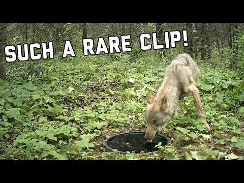 10 Minutes of the BEST Trail Camera Clips you will EVER see! #Video