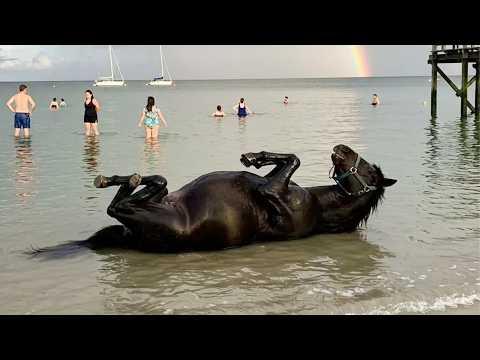 When Animals Meeting Water for the First Time Be Like… #Video