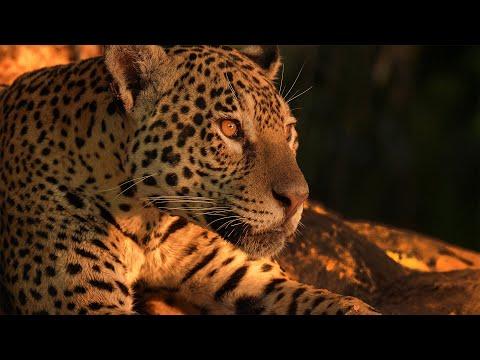 Jaguar's Relentless Hunt for Caiman | Robert E Fuller #Video