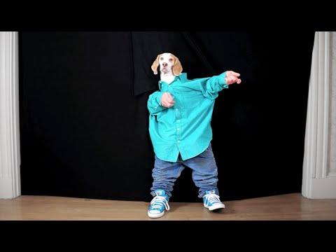 Funny Dog Maymo Dancing