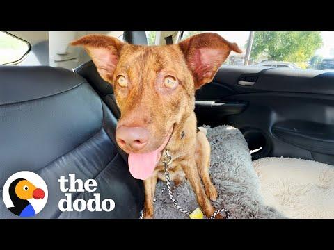 Woman Finds The Sickest Dog At The Shelter And Brings Her Home #Video