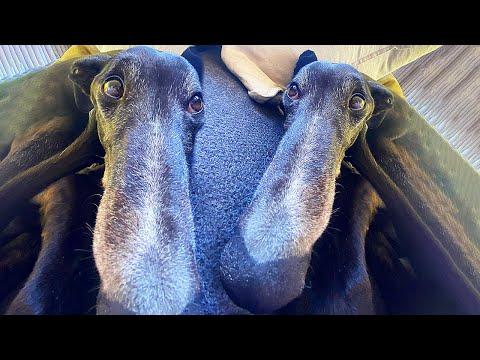 Ex Racing Greyhounds Teach Each Other Confidence And Love #Video