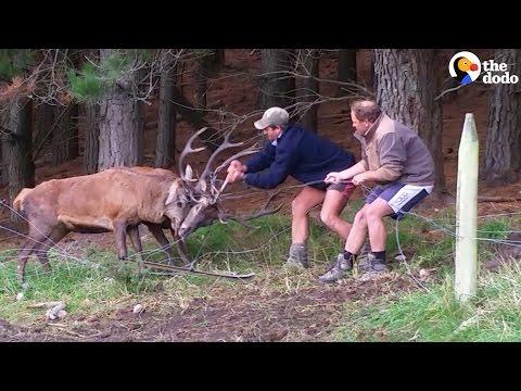 Deer Stuck in Fence Untangled by Farmers #Video