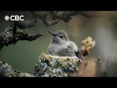 He created a hummingbird paradise in his backyard #Video