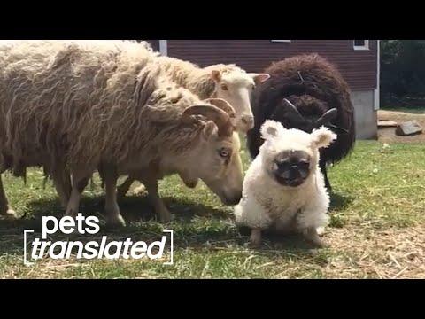 Follow The Herd | Pets Translated Video