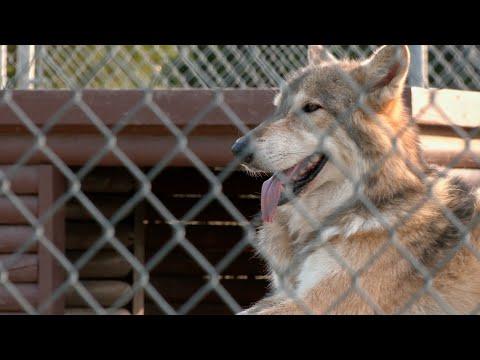 Saint Francis Wolf Sanctuary (Texas Country Reporter) #Video