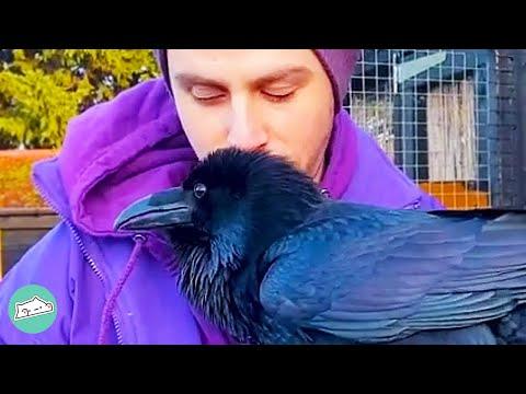 Family Gives Up On Raven So He Bonds With Man Instead #Video