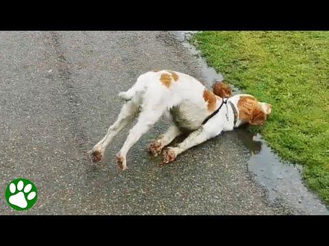Unique dog faints when he gets too excited #Video