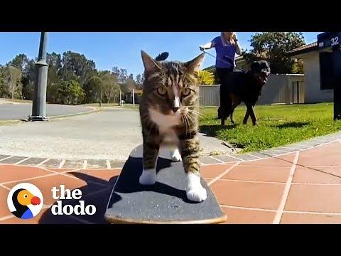 Most Talented Cats in the World | The Dodo