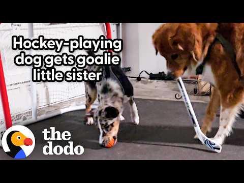 This Dog Actually Plays Hockey #Video