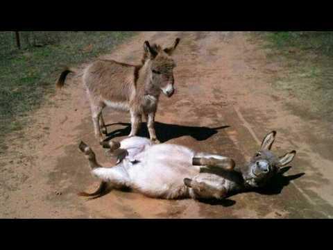 I didn't know Donkeys could be THIS FUNNY #Video