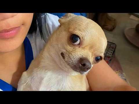 The Most DRAMATIC Chihuahuas NEVER Get Old! #Video
