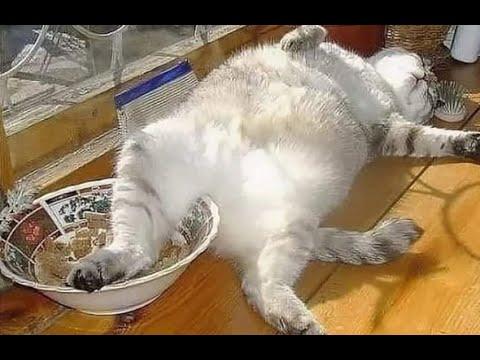 Not lazy, but energy-saving! A compilation of funny cats and kittens. #Video