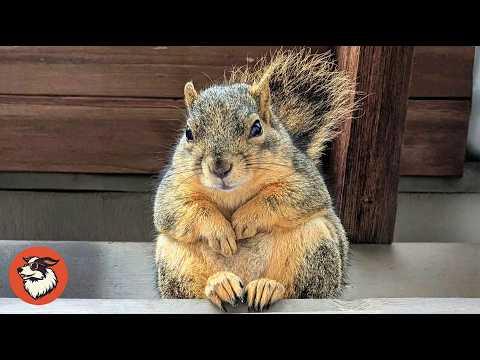 Rescued Squirrel Entrusted Her Babies to a Woman #Videos