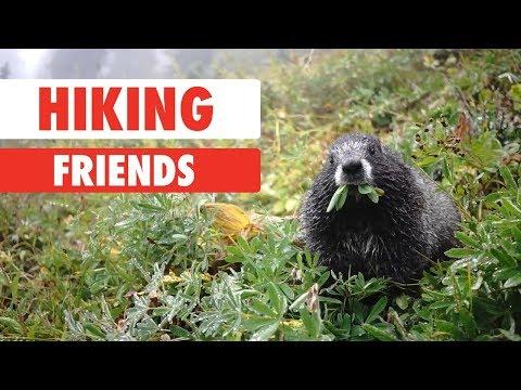 Hiking Friends