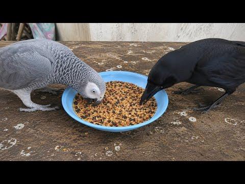 When TALKING Parrot and a Crow Became Best Friends #Video