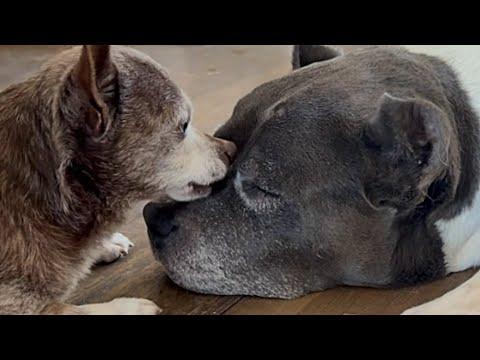 Chihuahua has a crush on pitbull #Video