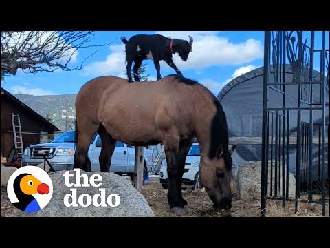Goat Loves Getting A Lift From His Friend #Video